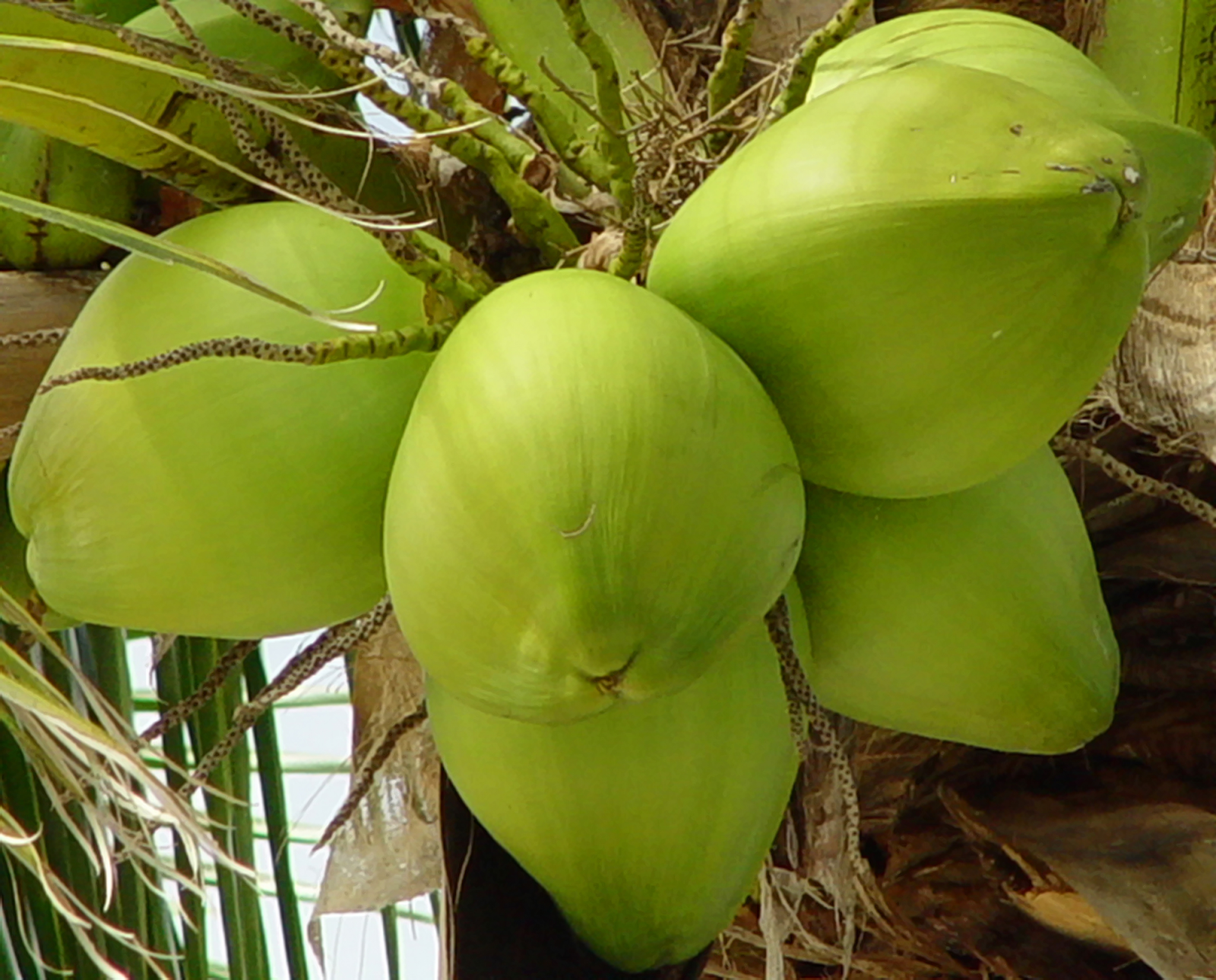 Kuliner Muna Barat Kreasi Buah  kelapa Blog Wisata Muna 
